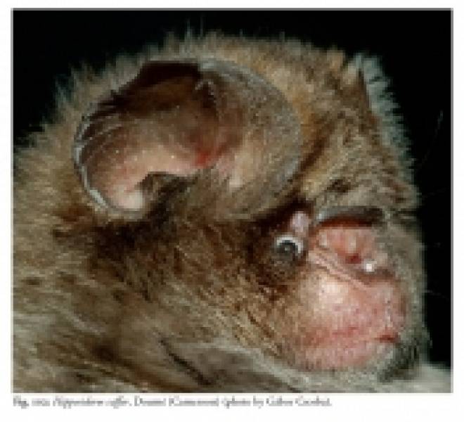 The Bats of Somalia and Neighbouring Areas